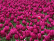 ofm_tulips.jpg