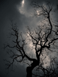 nice_tree_77.jpg