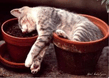 potcat.jpg