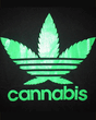 YCANNABIS.jpg
