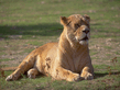 tigr009.jpg