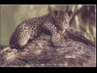 LEOPARD.gif