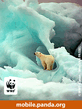 Polar_bear.jpg