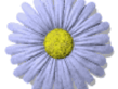 animflowers2_320240.gif