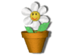 animflowers5_320240.gif