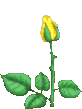 animflowers_240320.gif