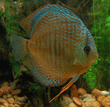 Symphysodon_aequifasciata_haraldi_1.jpg