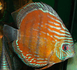 symphysodon_trombetas_red__d_matthaus_.jpg