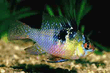 papiliohromis2.jpg