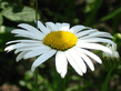 x_a2676915.jpg