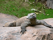 Varanus komodoensis.jpg