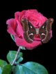 4904.gif