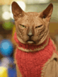 11.gif