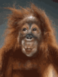 10.gif