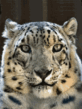 9.gif