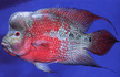 Cichlasoma_hybr_Flower_rn_3.jpg