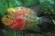 Cichlasoma_hybr_Flower_rn_2.jpg