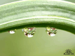 1236799430_vplants10_024.jpg