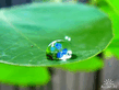 1236799415_vplants10_011.jpg
