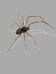 pauk.png