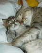 Mom_cat.jpg