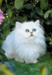 Kisa.gif