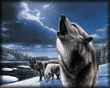 Wolfstar.jpg