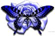 blue_rose_butterfly.jpg