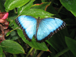 Butterfly_at_the_Butterfly_Farm_on_Antigua_big_picture_d.jpg