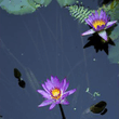 img21.jpeg