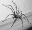 illuzii_0064a.gif