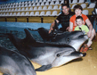 Delfinarium1.jpg