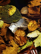 Voledar_nature_452210.jpg