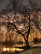 Voledar_Nature_2590682.jpg