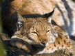 Sleeping Lynx.jpg