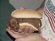 Hot_dog.jpg