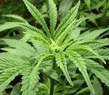 Ganja.jpg