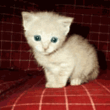 Злой котик!.gif