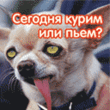 Сегодня курим и пьем!.gif