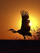foto240x320_ru_animal_birds_0079.jpg