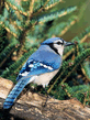 foto240x320_ru_animal_birds_0087.jpg