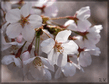 sakura_flower_1024x787.jpg