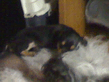 25082009038.jpg