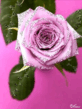 wapos_ru_6_3516.png
