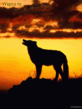 wapos_ru_11469d.gif