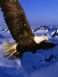 foto240x320_ru_animal_birds_0090.jpg
