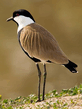 foto240x320_ru_animal_birds_0091.jpg