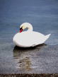 foto240x320_ru_animal_birds_0092.jpg