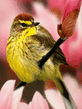 foto240x320_ru_animal_birds_0094.jpg