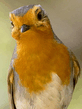 foto240x320_ru_animal_birds_0096.jpg